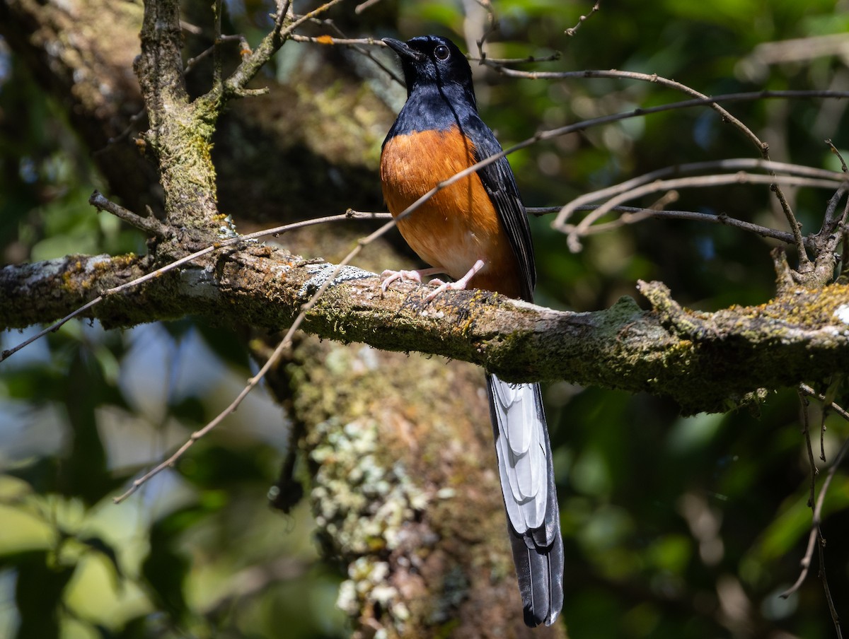 White-rumped Shama - ML627904182