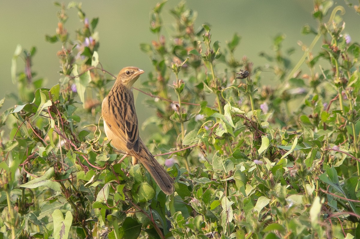Bristled Grassbird - ML627904188