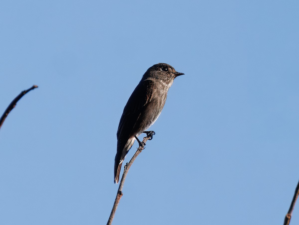 Euli-txori siberiarra - ML627904206