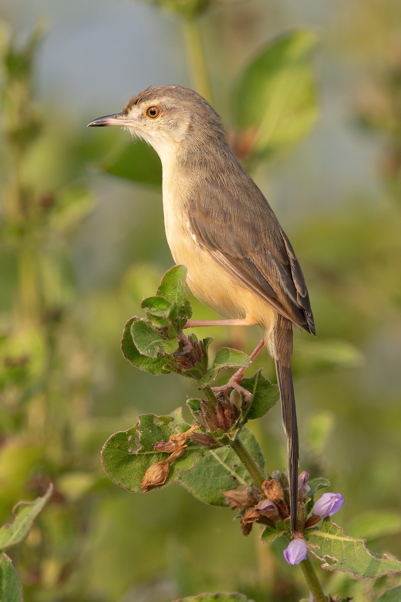 Plain Prinia - ML627904207