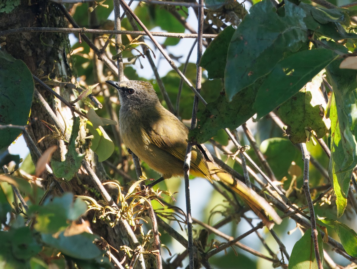 Stripe-throated Bulbul - ML627904208