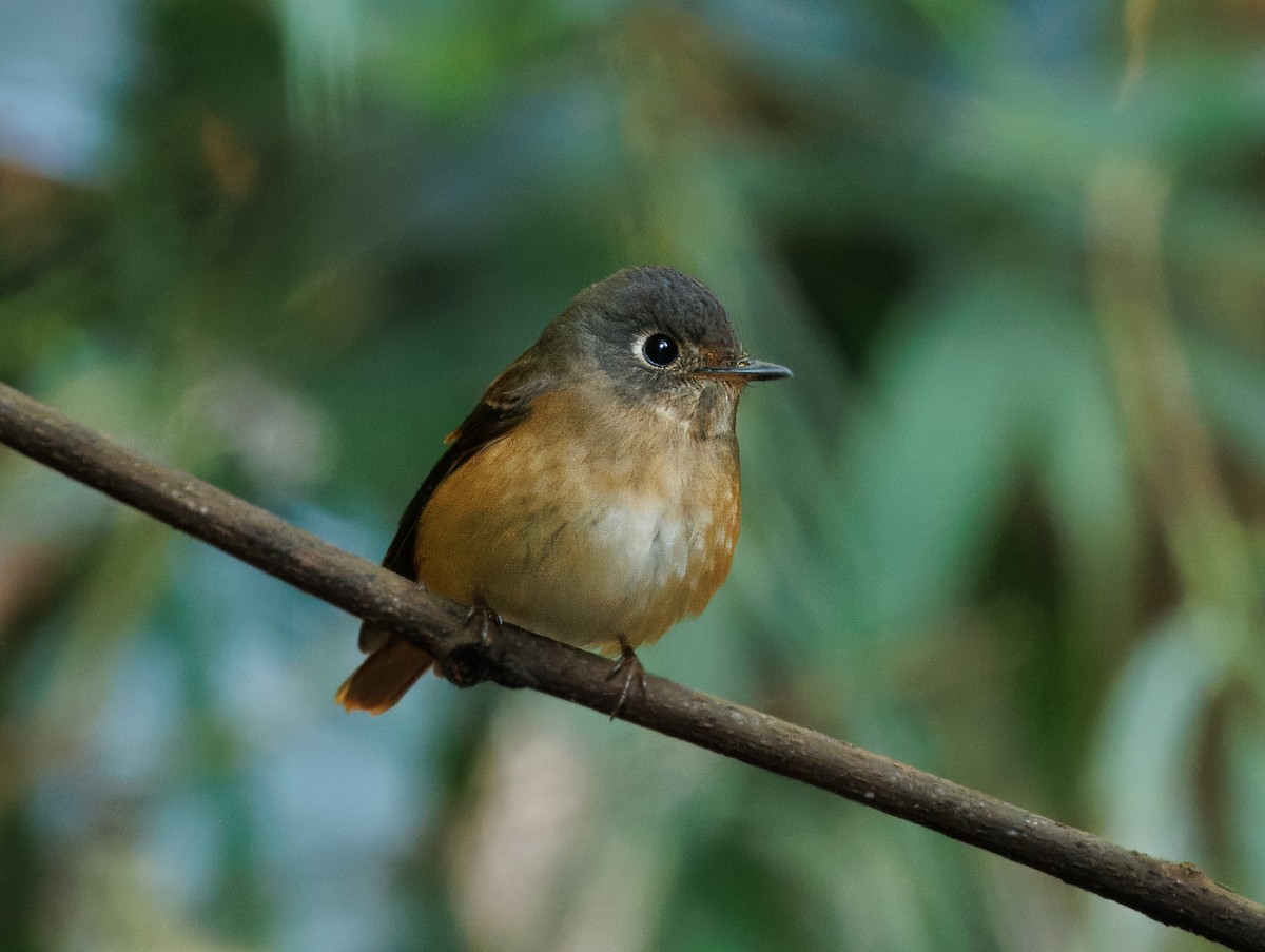 Ferruginous Flycatcher - ML627904212