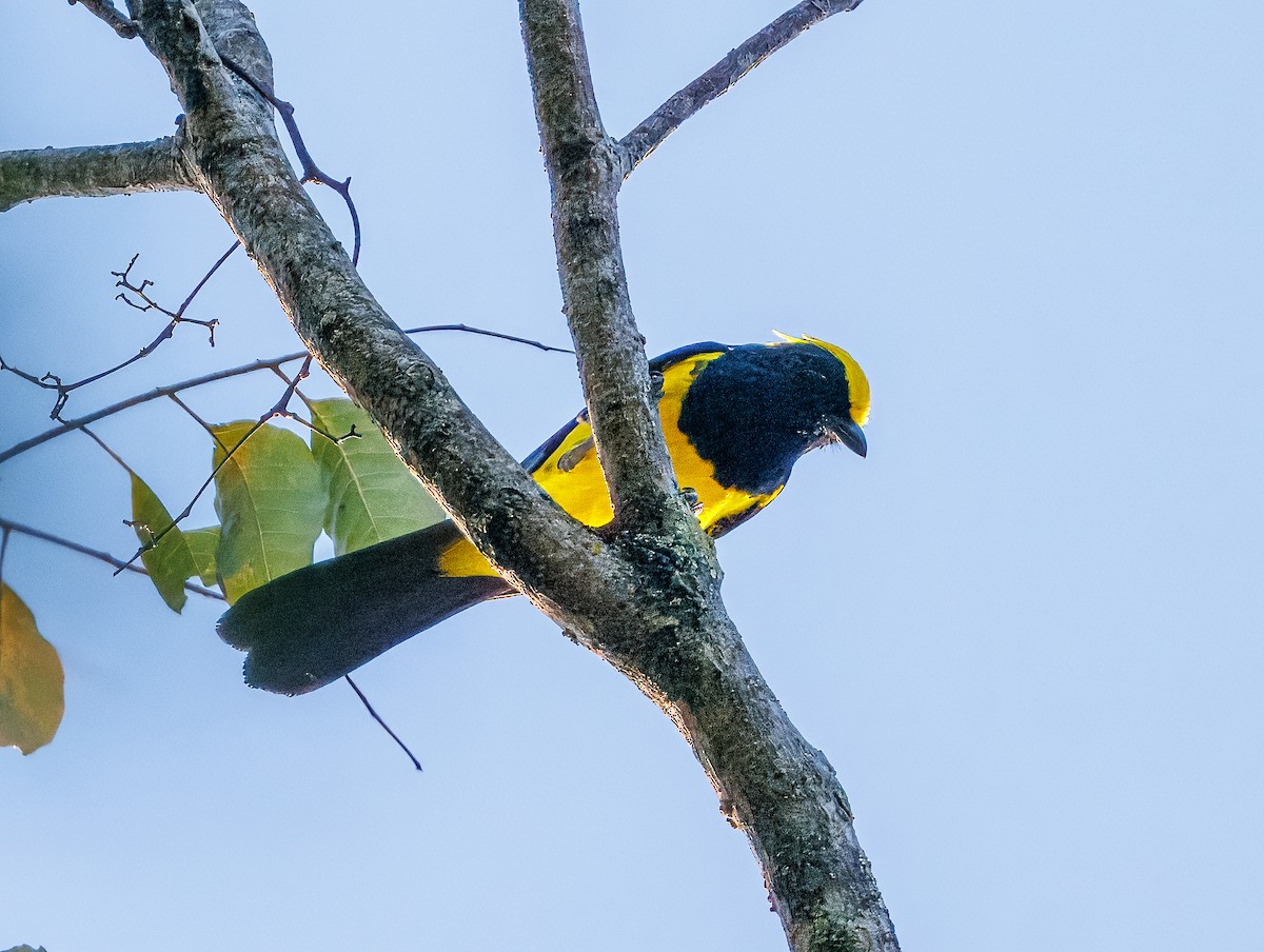 Sultan Tit (Yellow-crested) - ML627904213