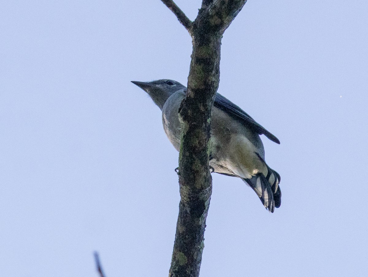 Black-winged Cuckooshrike - ML627904215