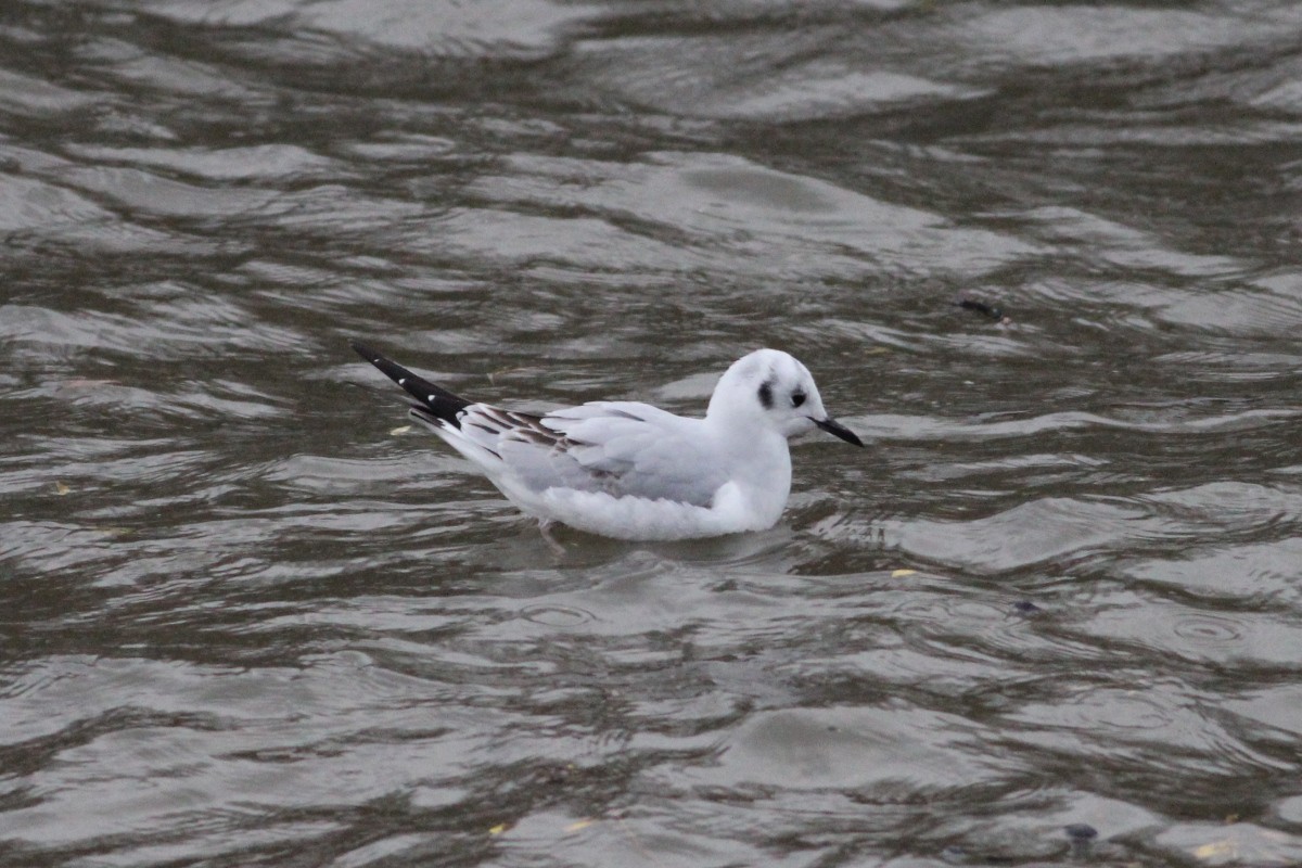 Bonaparte's Gull - ML627904219
