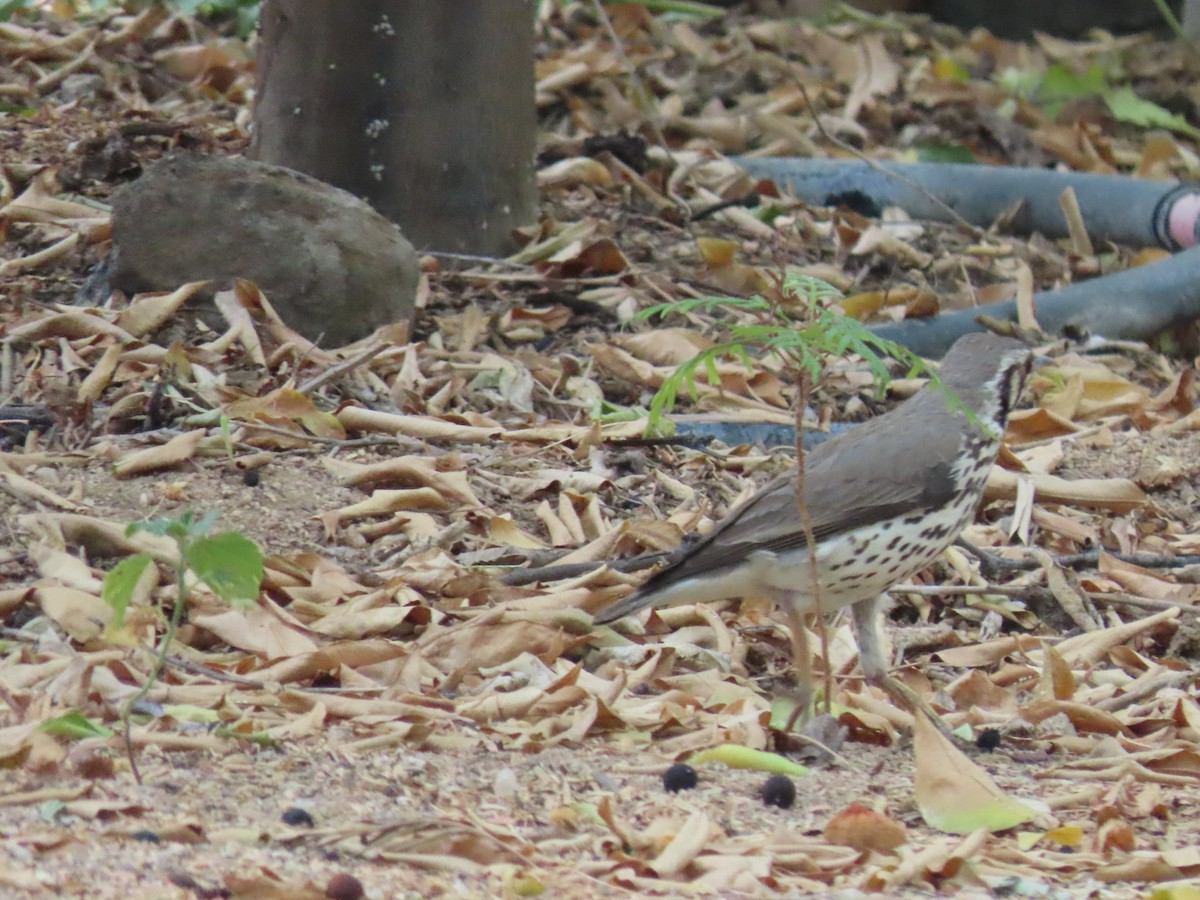 Groundscraper Thrush - ML627904238