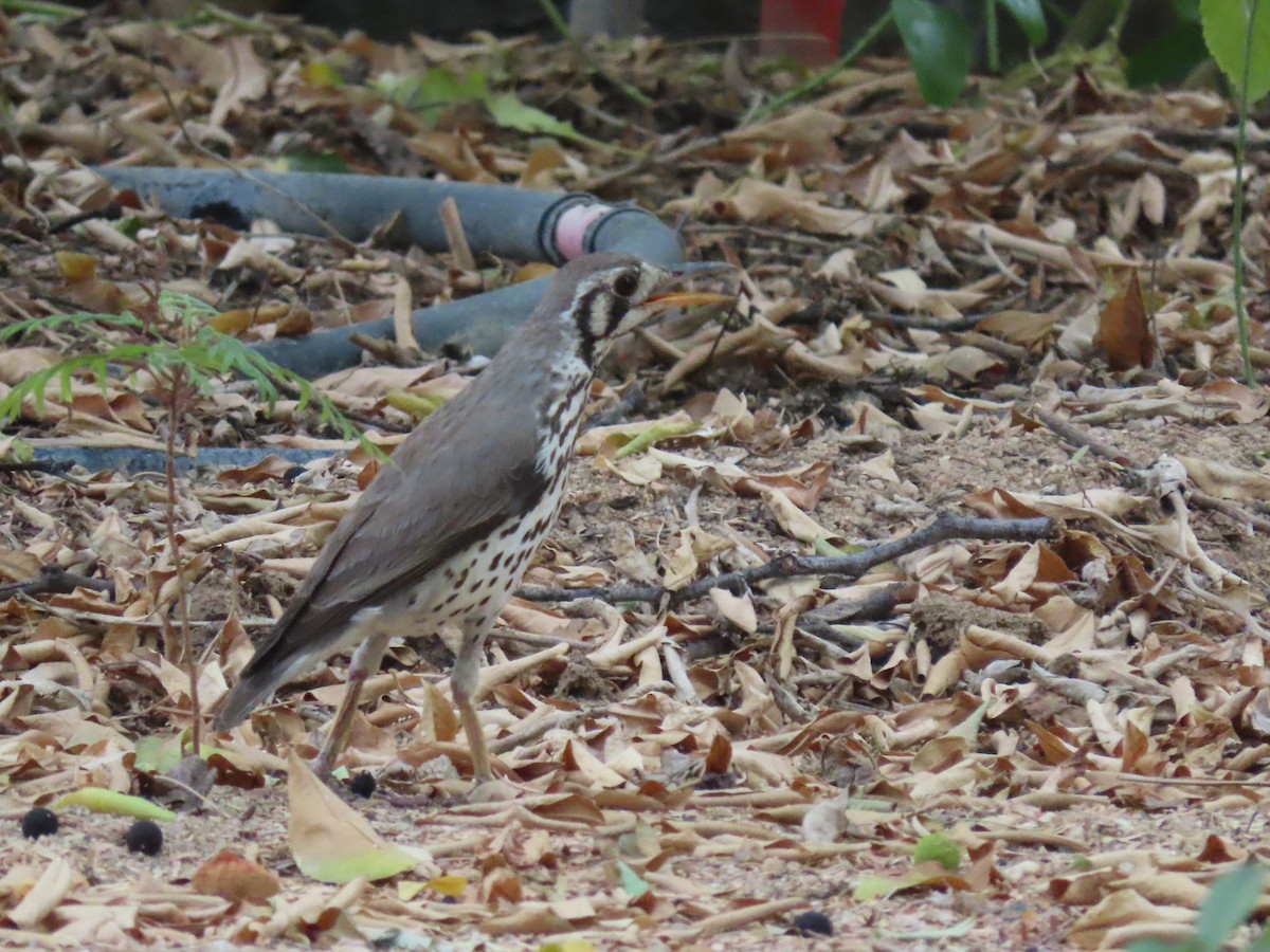 Groundscraper Thrush - ML627904240