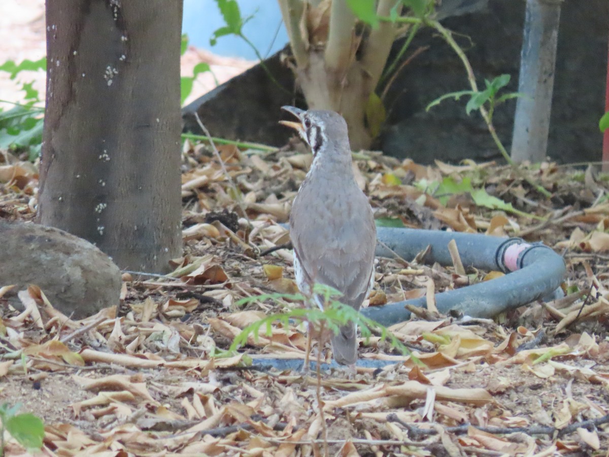 Groundscraper Thrush - ML627904241