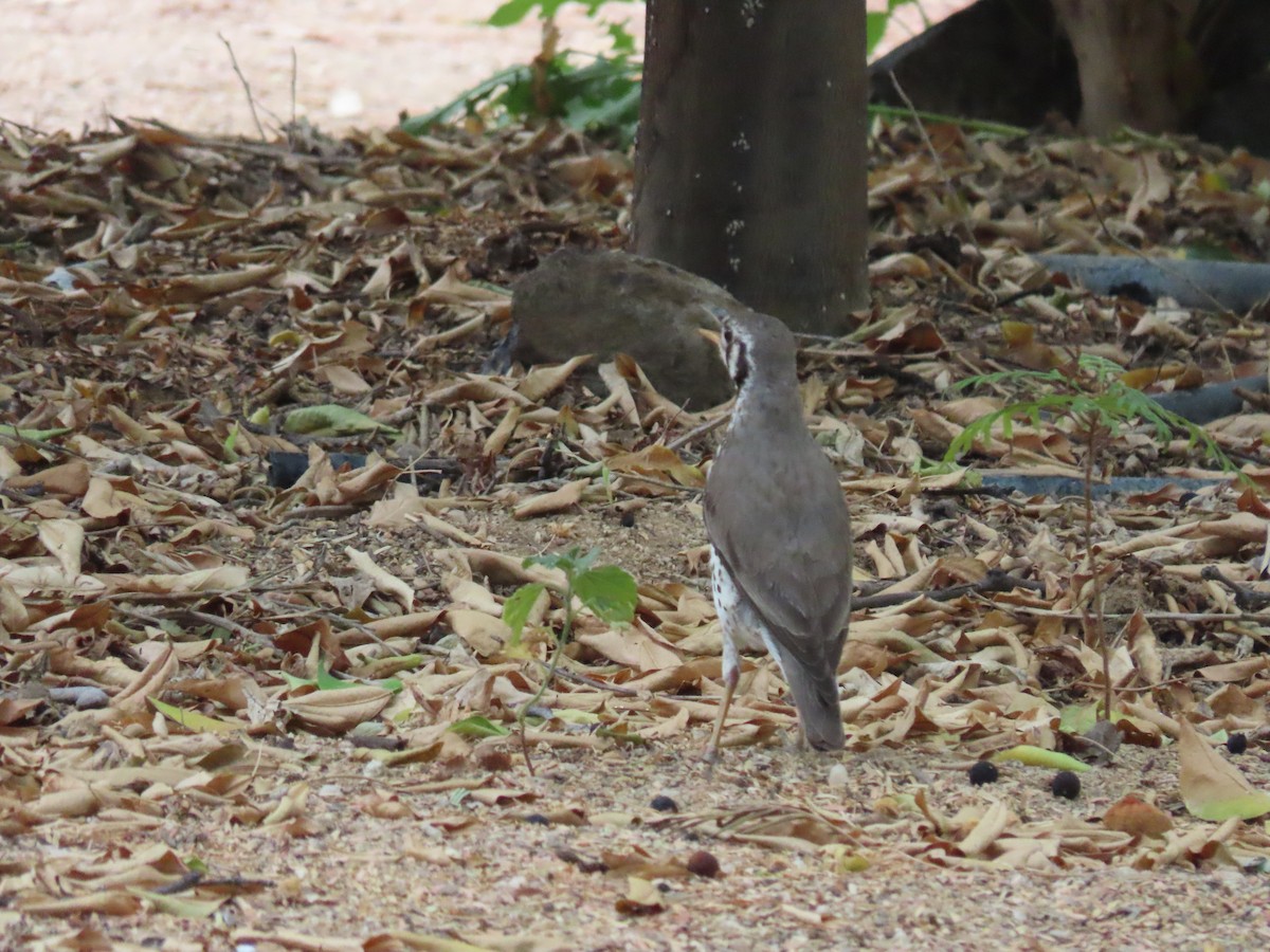 Groundscraper Thrush - ML627904243