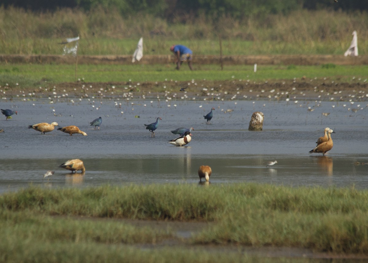 Common Shelduck - ML627904260