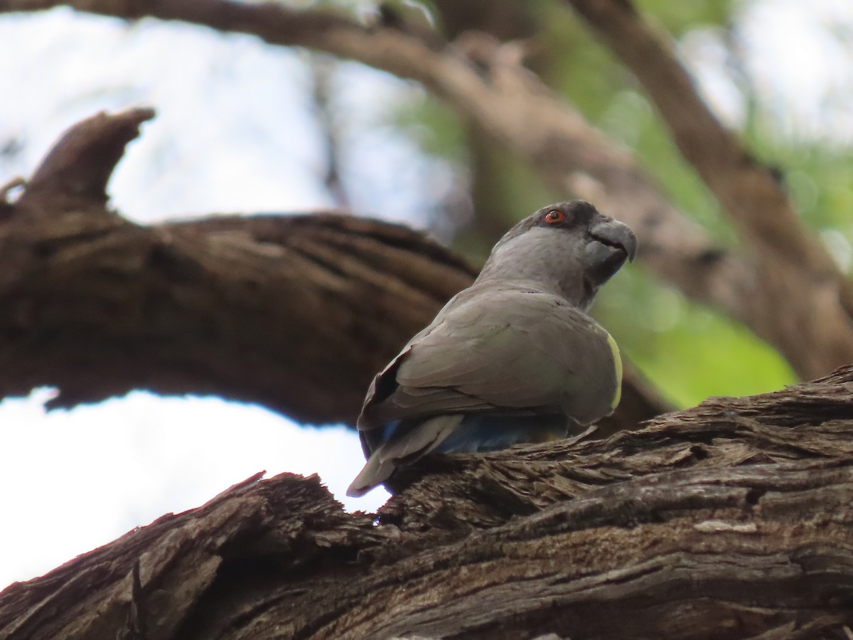 Rüppell's Parrot - ML627904280