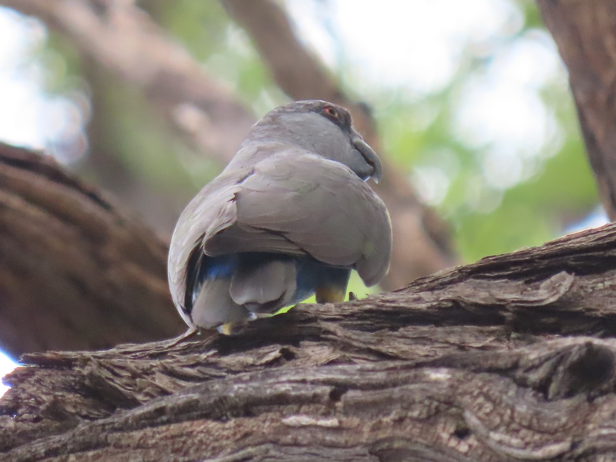 Rüppell's Parrot - ML627904281