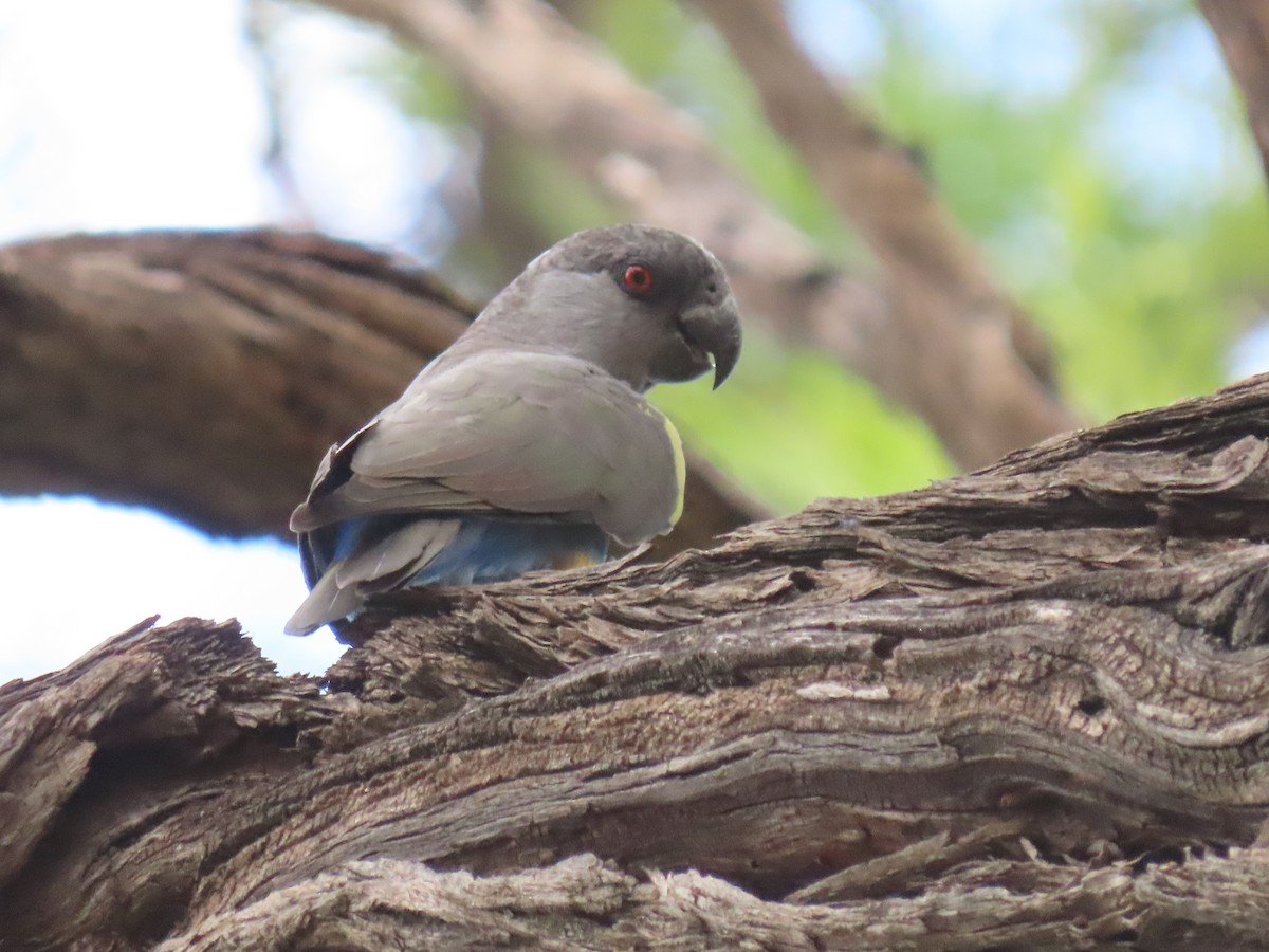 Rüppell's Parrot - ML627904282