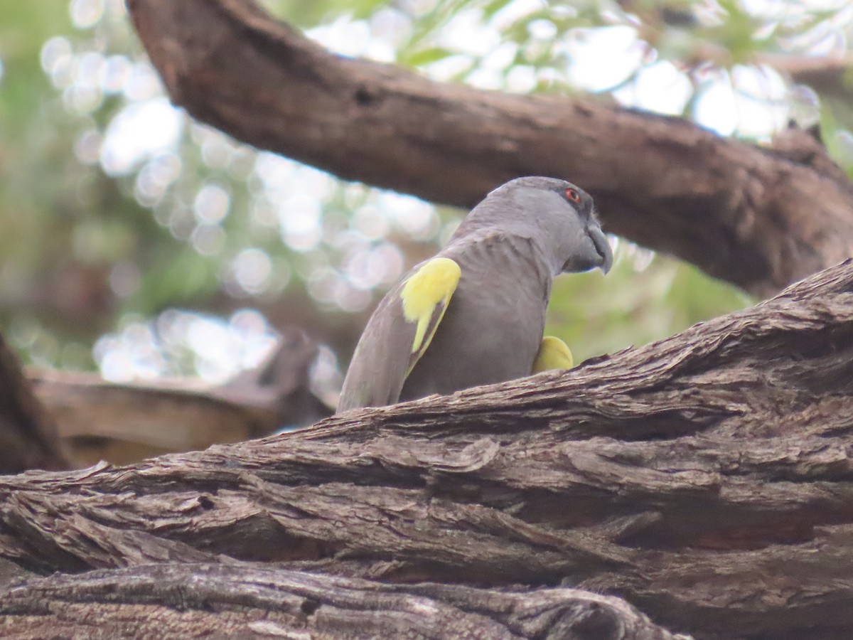 Rüppell's Parrot - ML627904286