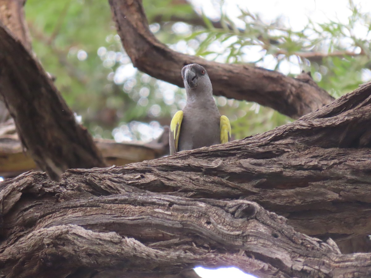 Rüppell's Parrot - ML627904287