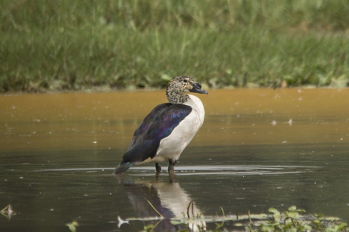 kamand - ML627904291