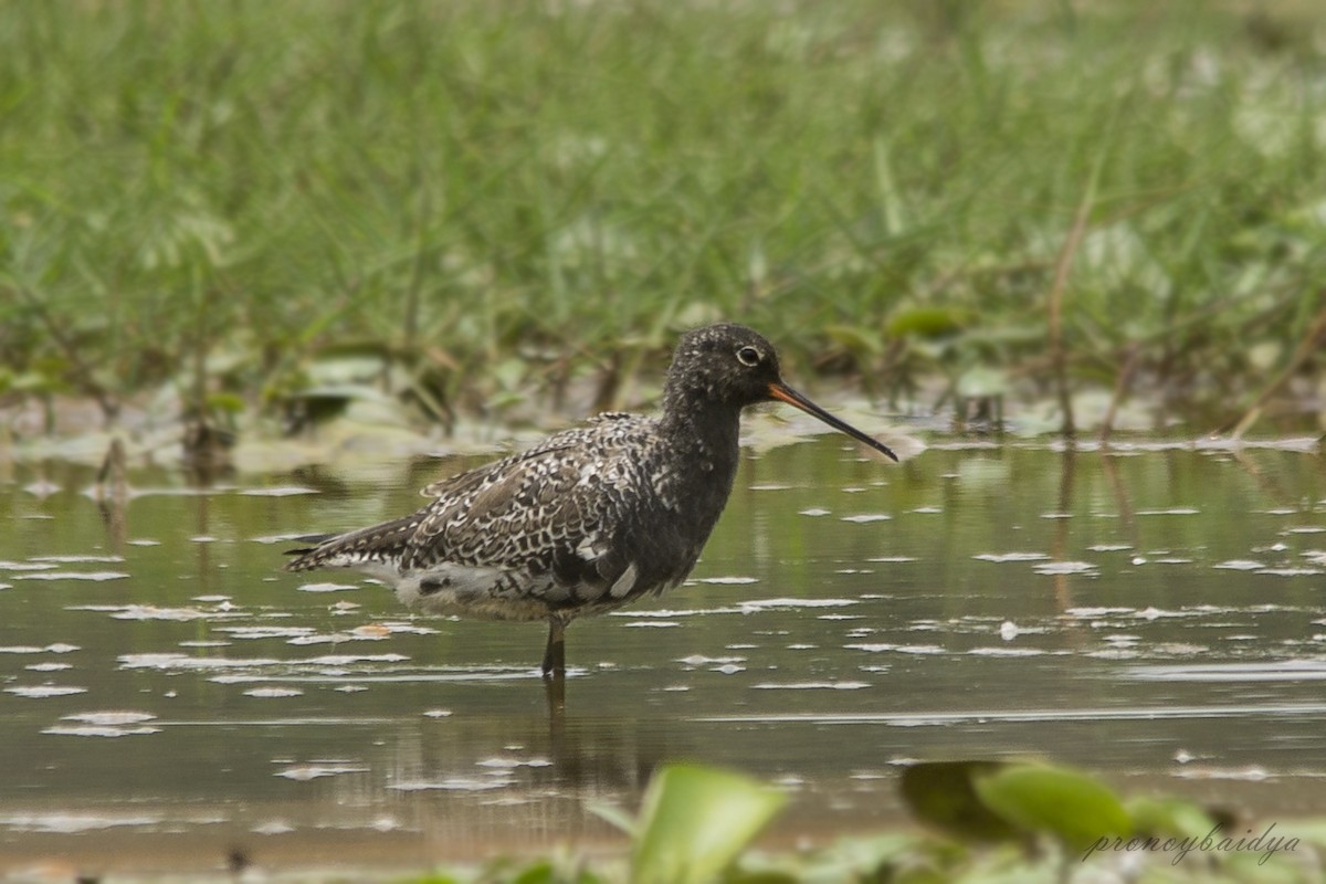 sotsnipe - ML627904325