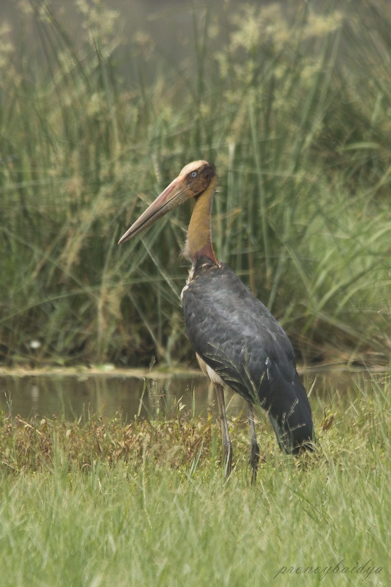 småadjutant - ML627904335