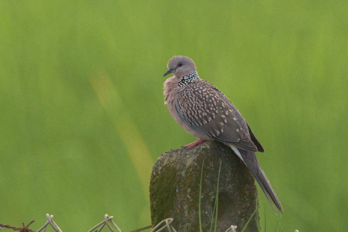 Spotted Dove - ML627904394