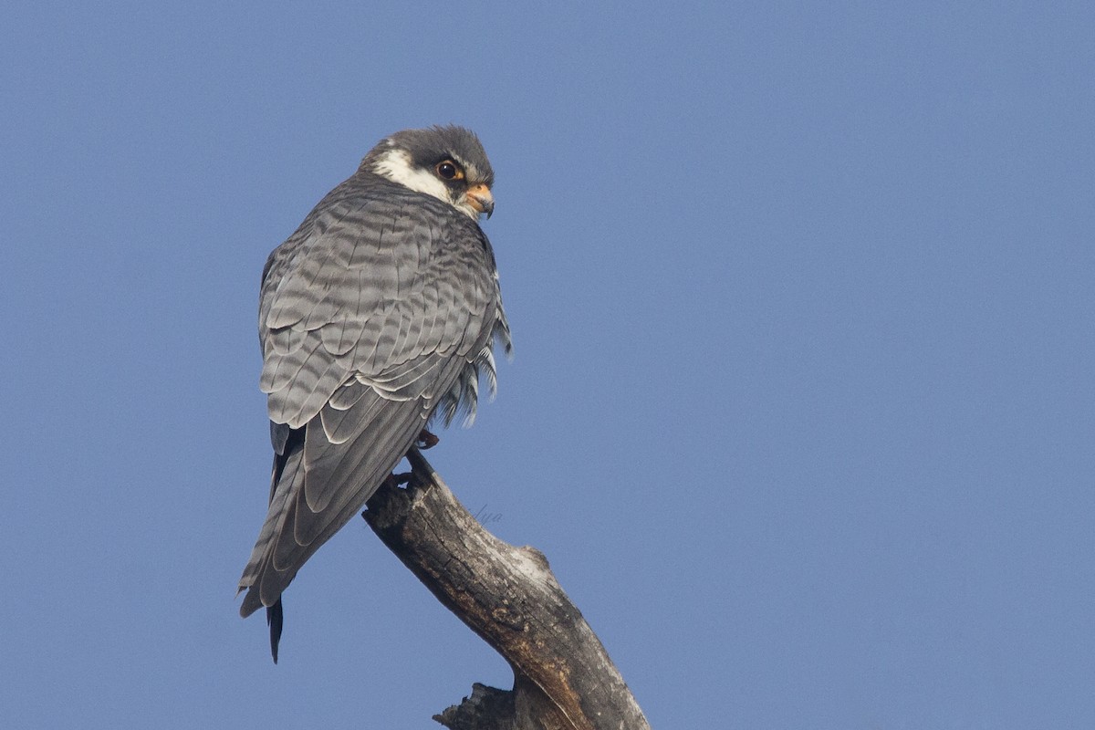 Amur Falcon - ML627904442