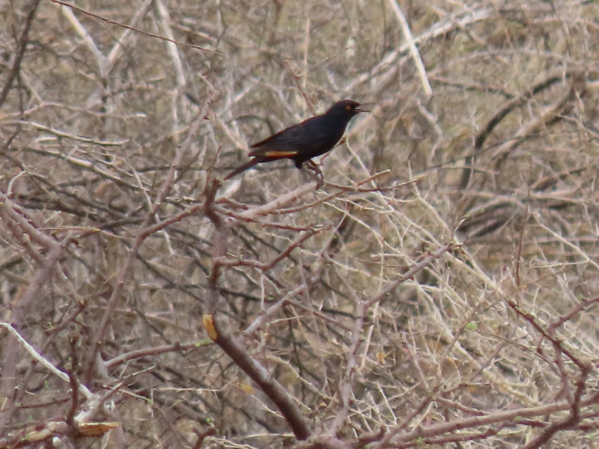 Pale-winged Starling - ML627904453