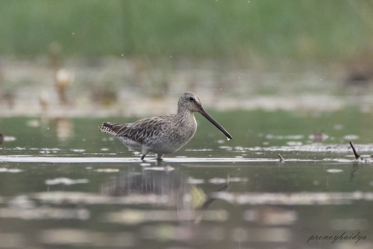 Asian Dowitcher - ML627904483