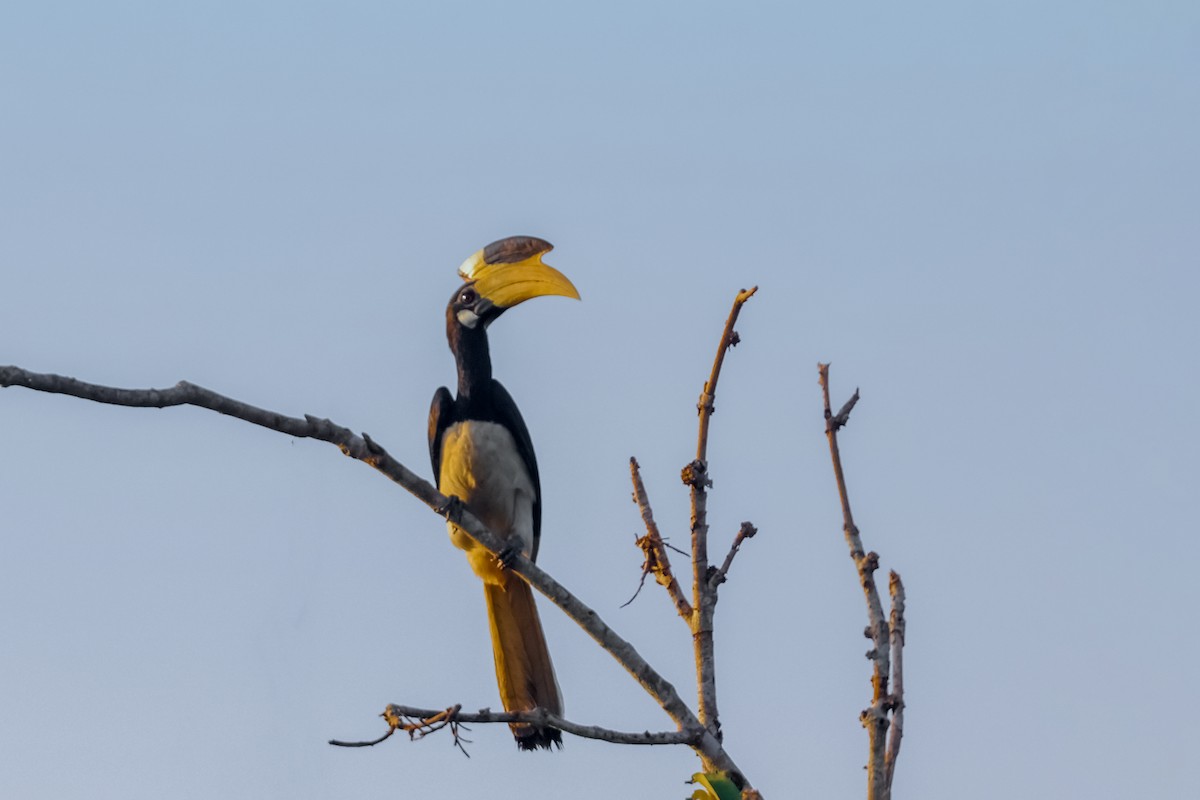 Malabar Pied-Hornbill - ML627904538