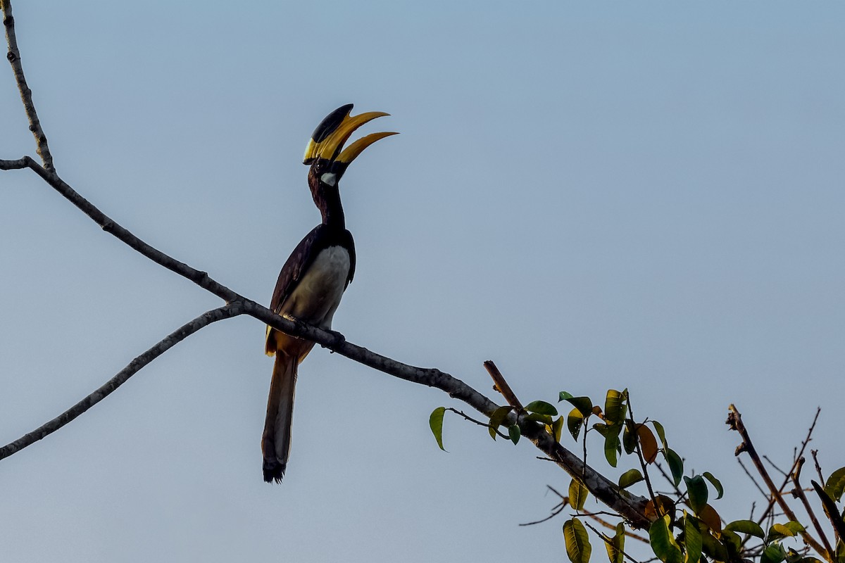 Malabar Pied-Hornbill - ML627904539