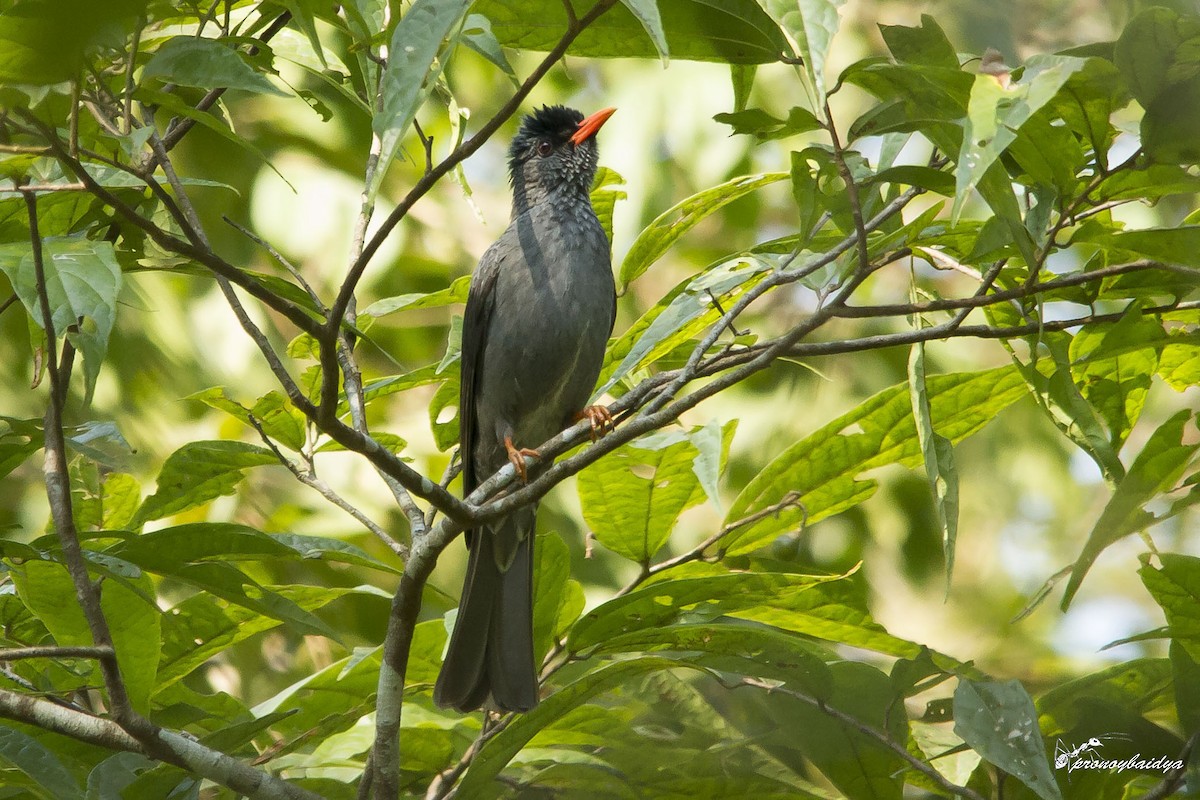 Square-tailed Bulbul - ML627904546