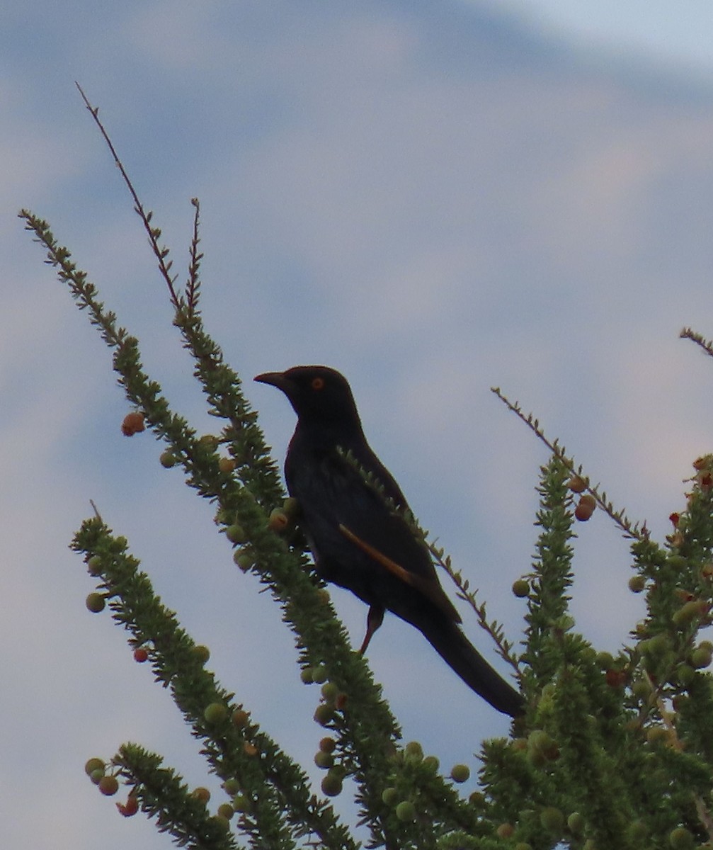 Pale-winged Starling - ML627904554