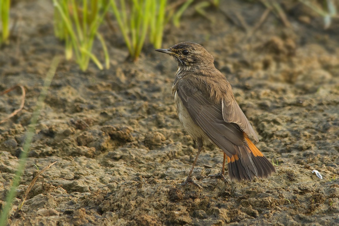 Bluethroat - ML627904567