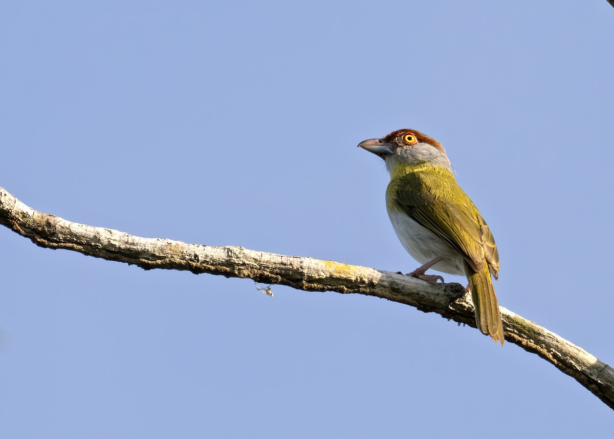 Rufous-browed Peppershrike - ML627904568