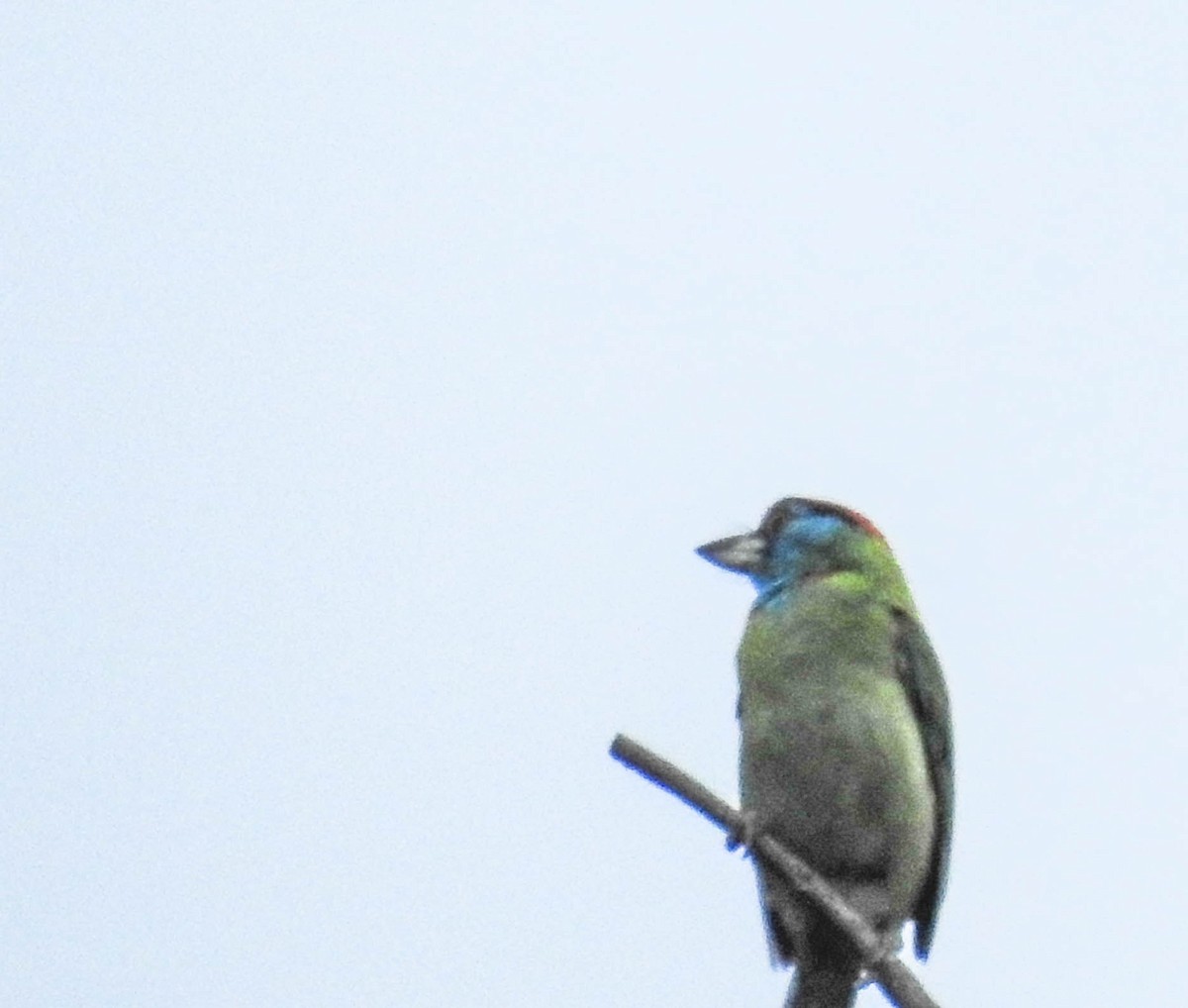 Blue-throated Barbet - ML627904571