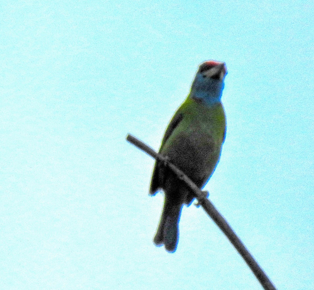 Blue-throated Barbet - ML627904572