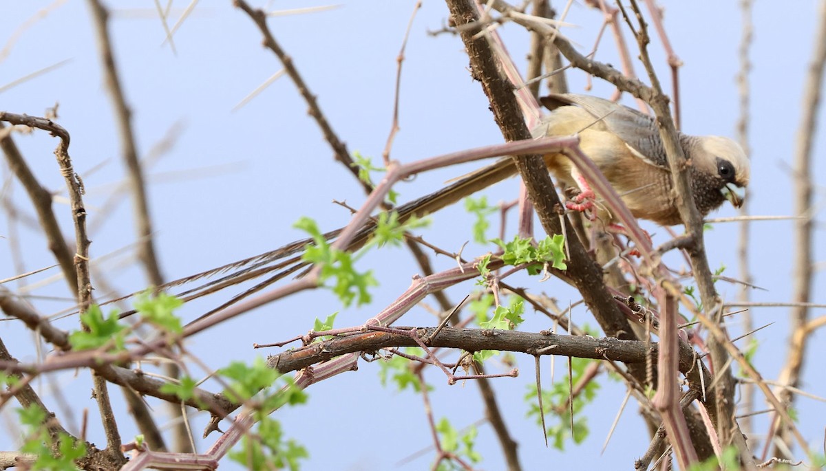 White-headed Mousebird - ML627904586