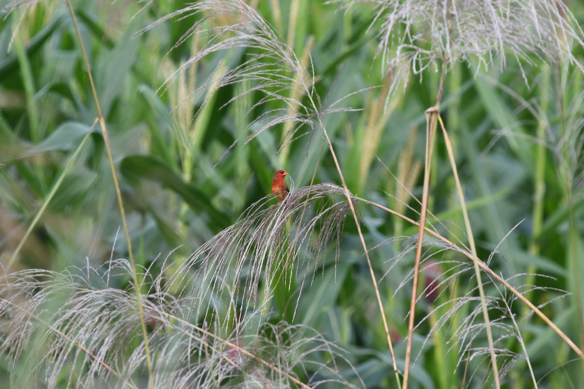 Red Avadavat (Yellow-bellied) - ML627904587