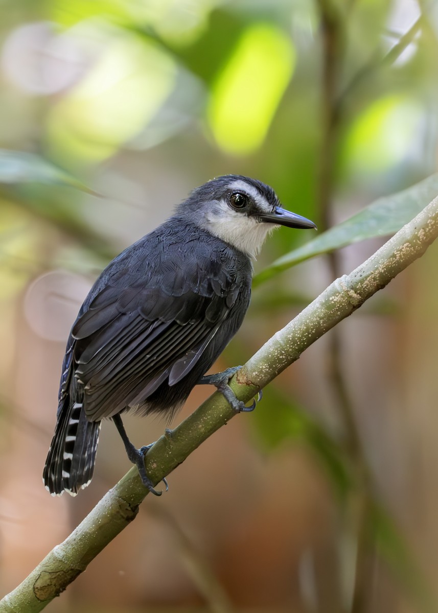 White-throated Antbird - ML627904594
