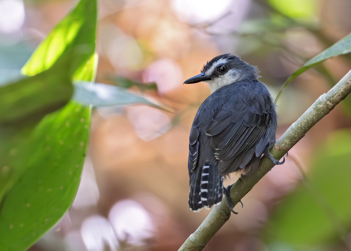 White-throated Antbird - ML627904595