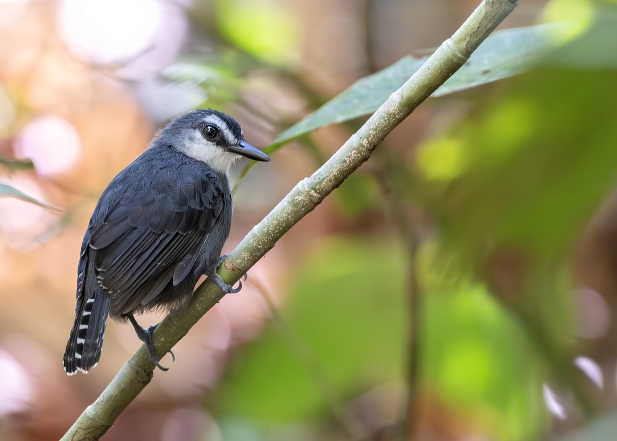 White-throated Antbird - ML627904596