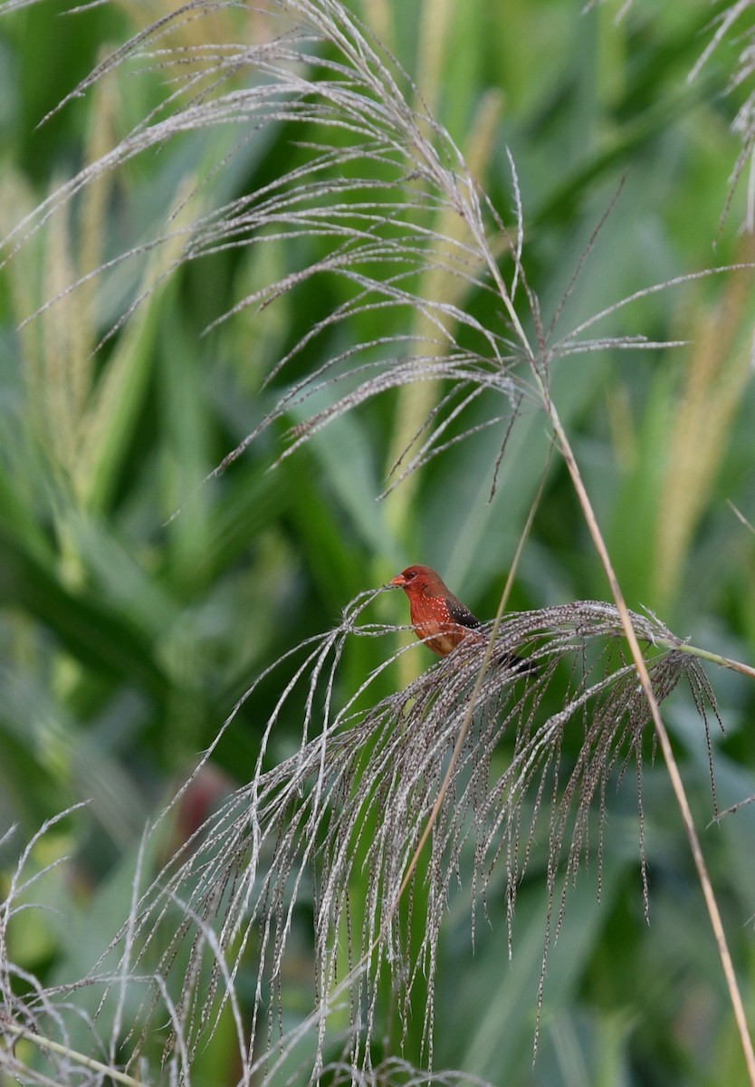 Red Avadavat (Yellow-bellied) - ML627904599
