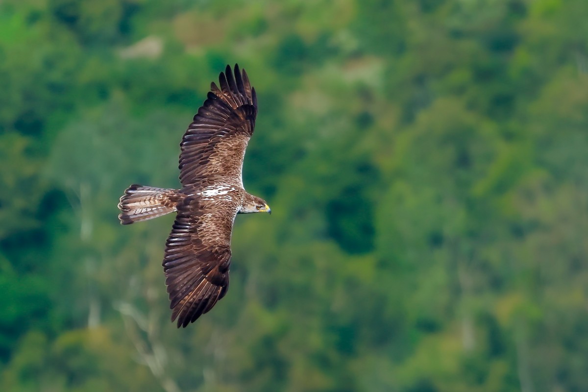 Bonelli's Eagle - ML627904787