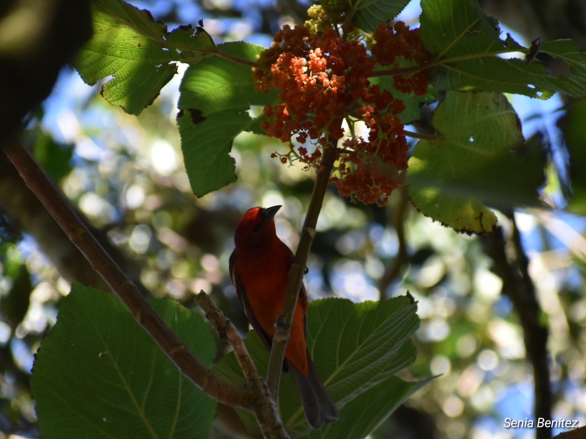 White-winged Tanager - ML627904794