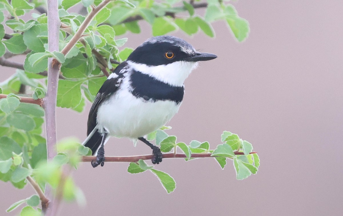 Pygmy Batis - ML627904948