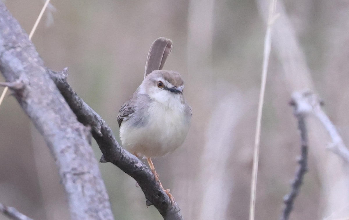 Pale Prinia - ML627904999