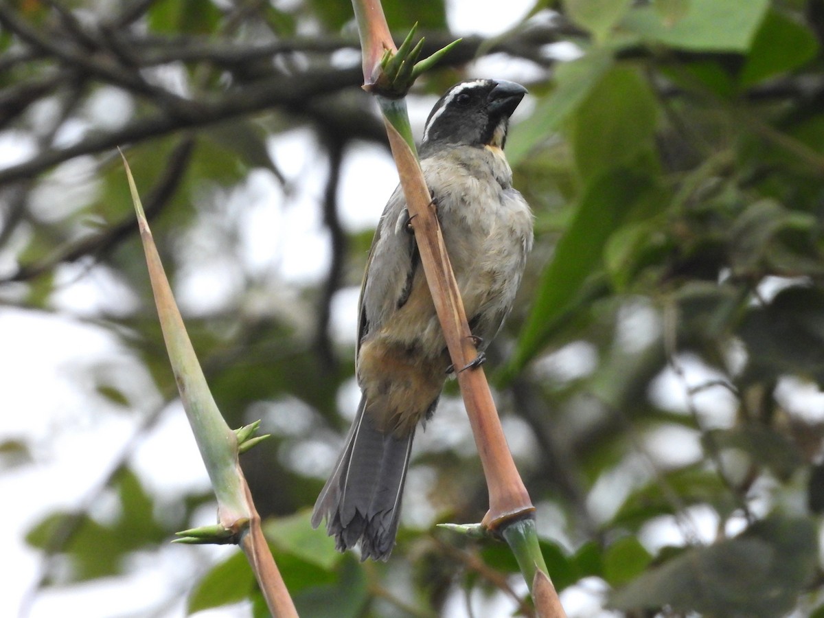 Thick-billed Saltator - ML627905026