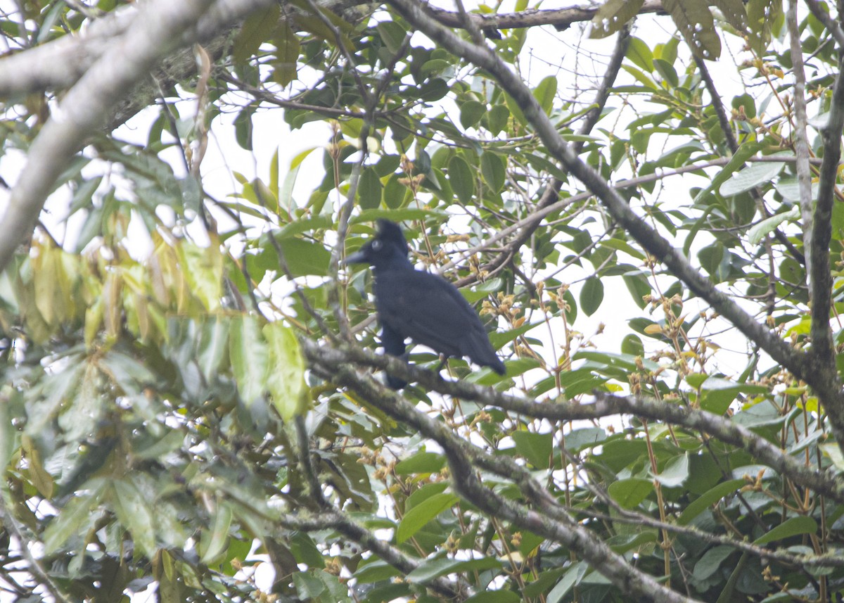 Amazonian Umbrellabird - ML627905119