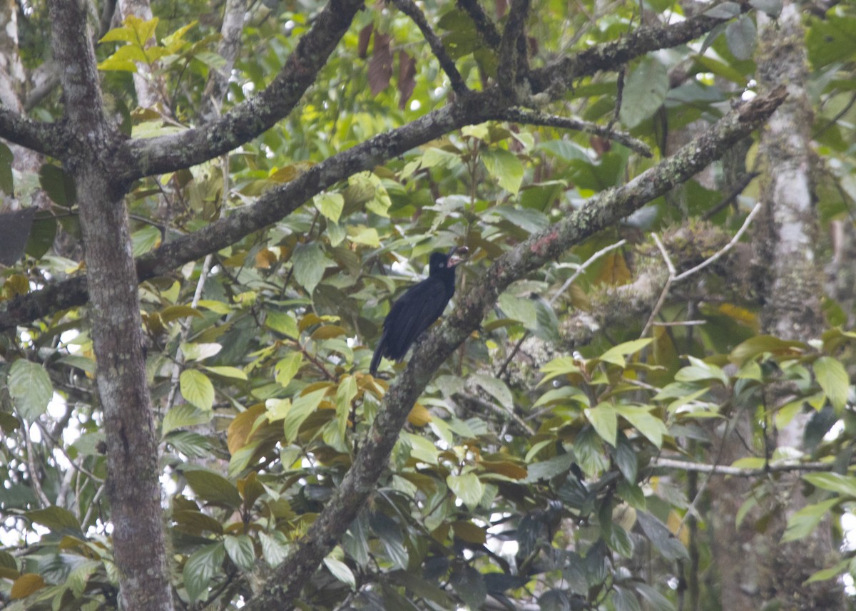 Amazonian Umbrellabird - ML627905120