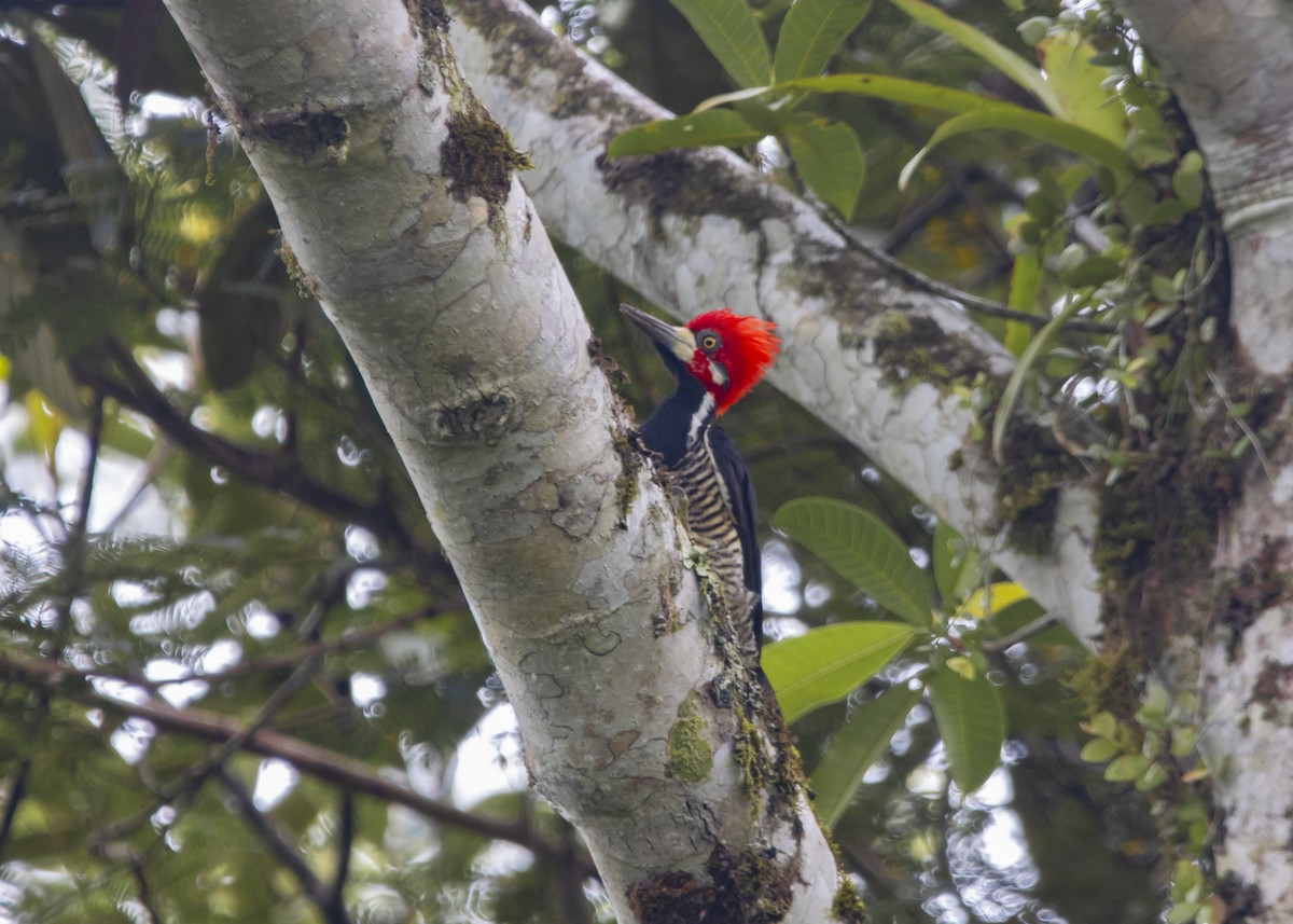 Crimson-crested Woodpecker - ML627905137