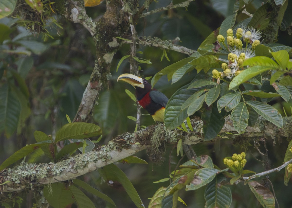 Ivory-billed Aracari - ML627905142