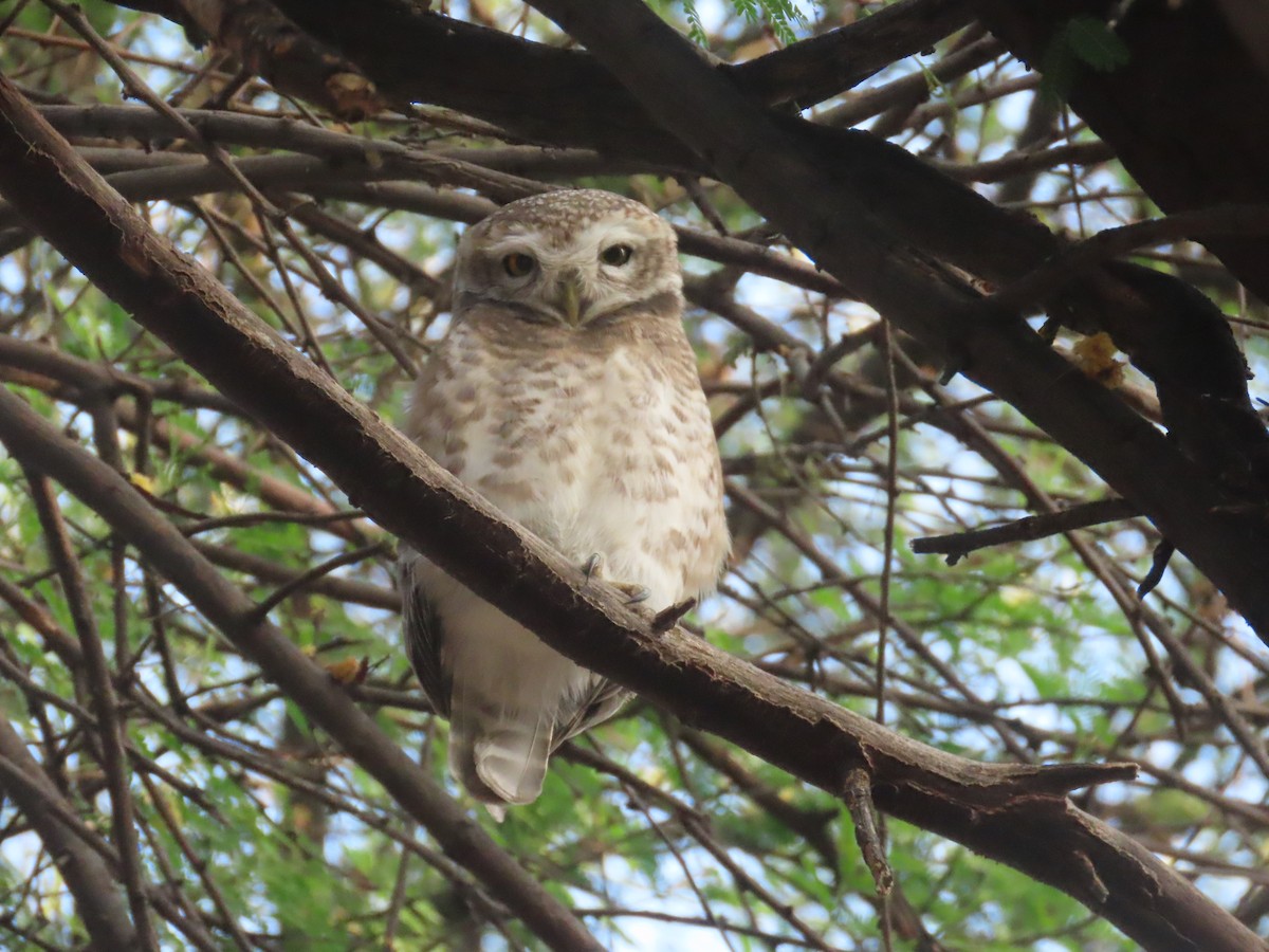 Spotted Owlet - ML627905187